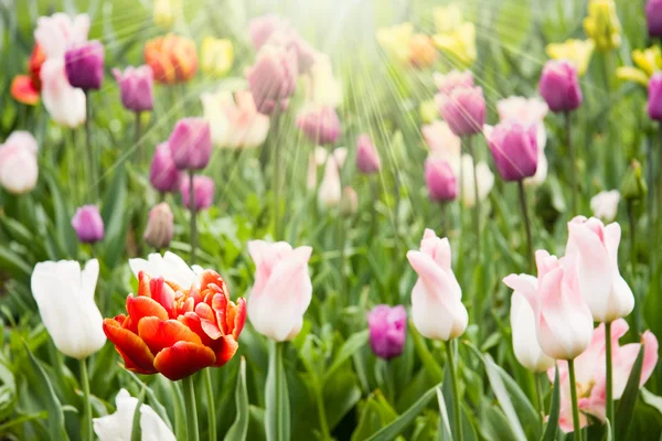 Farverige tulipaner på eng - Stock-foto