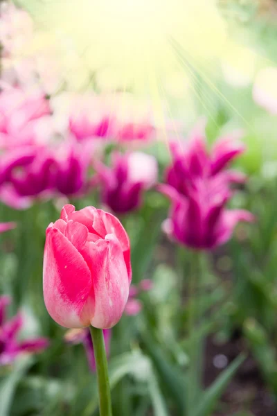 Red tulip in park — Stock Photo, Image