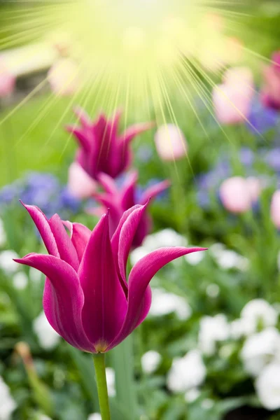 Розовый тюльпан в парке — стоковое фото