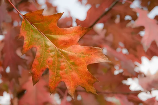 Hoja de roble rojo en otoño —  Fotos de Stock