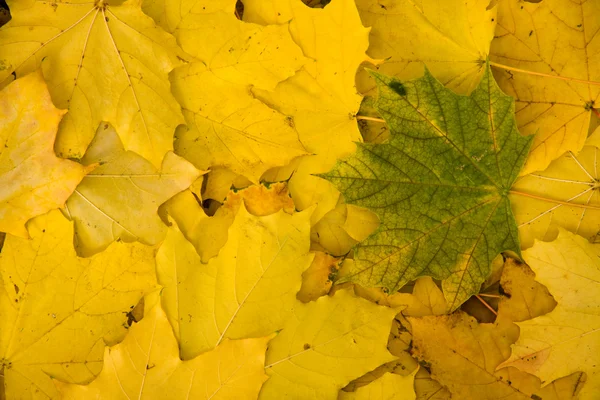 Green leaf on yellow leaves — Stock Photo, Image