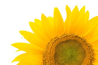 Sunflower isolated over white clipart