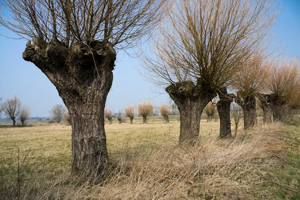 stock image Willow trees in a row