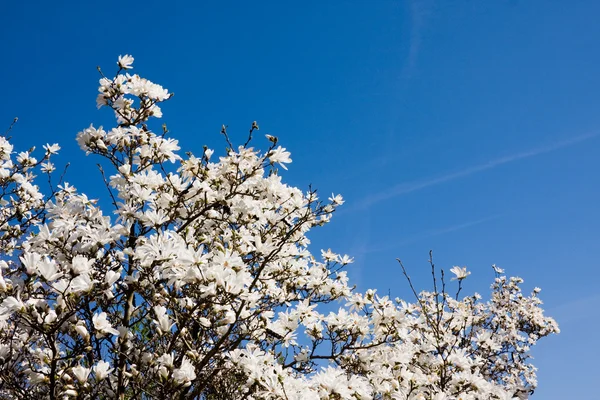 Witte magnolia over blauwe hemel — Stockfoto