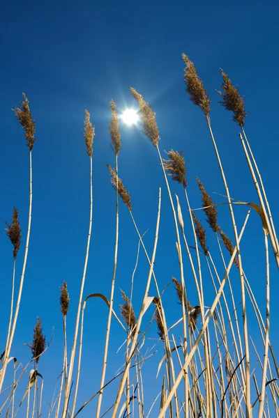 Solen strålar och reed — Stockfoto