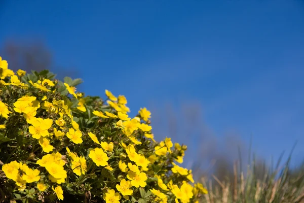 Petites fleurs jaunes sur ciel bleu — Photo