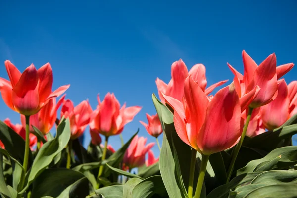 Red tulips over blue sky — Stock Photo, Image