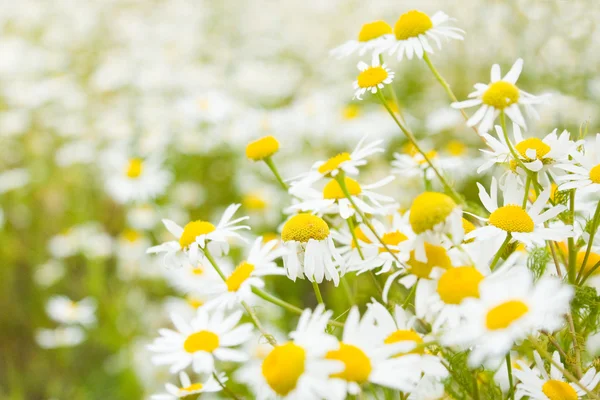 Světlé daisy pole na jaře — Stock fotografie
