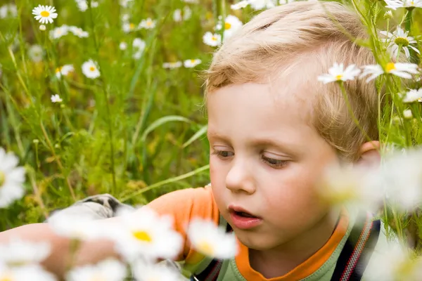 Junge auf Gänseblümchen-Feld — Stockfoto