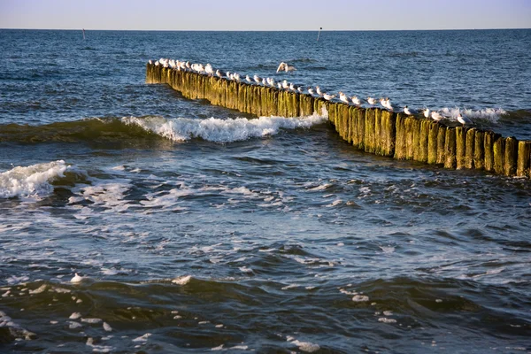 Seagulls on bollards — Stock Photo, Image