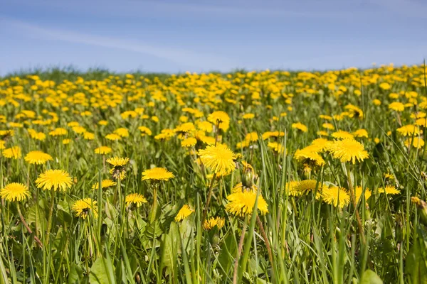 Field of yellow dandelions — Stock Photo, Image