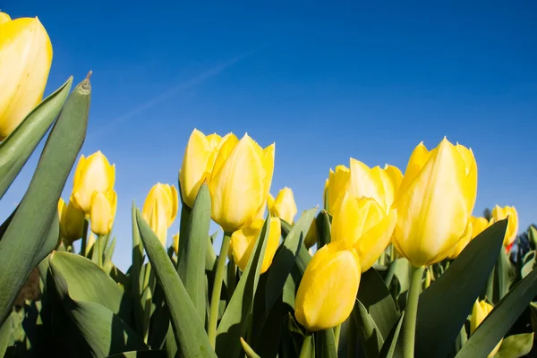 Tulipanes amarillos sobre cielo azul — Foto de Stock