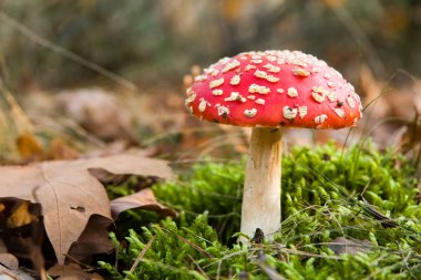 Red toadstool in forest clipart