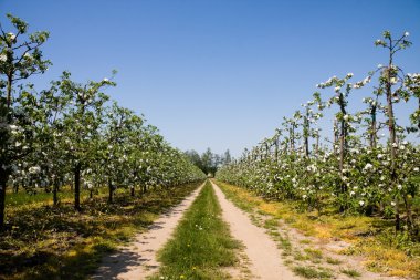 Blossoming apples in orchard clipart