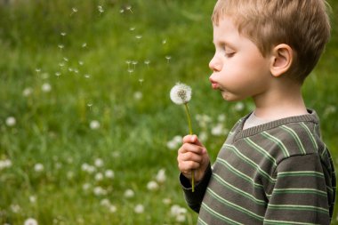 Small boy blowing dandelion