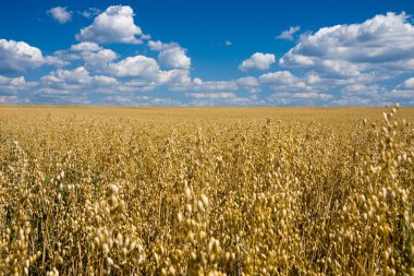 Oat field and blue sky clipart