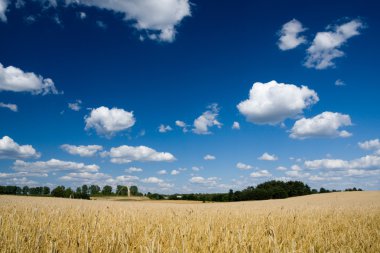 Buğday tarlası ve mavi gökyüzü