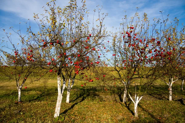 Czerwone jabłka na drzewach — Zdjęcie stockowe