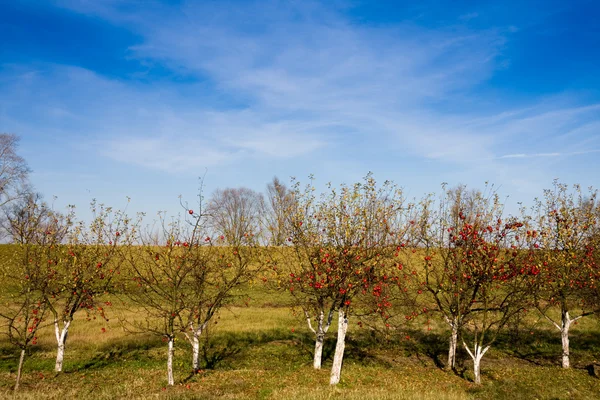 ต้นแอปเปิ้ลที่มีผลไม้สุก — ภาพถ่ายสต็อก