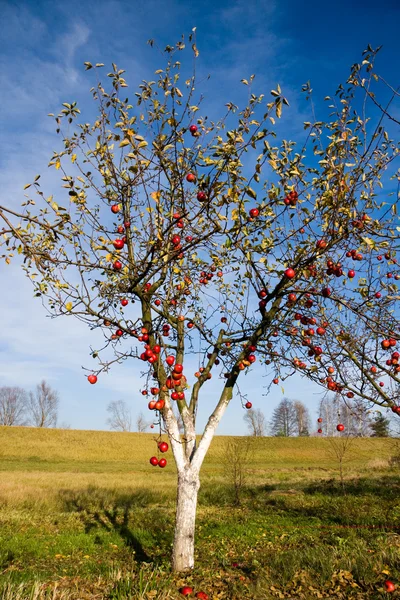 Jabłoń z czerwonymi owocami — Zdjęcie stockowe