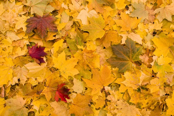 黄色树叶背景 — 图库照片