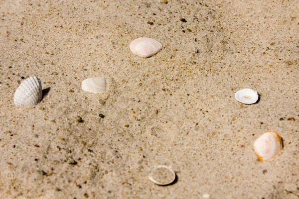 Scoici pe plaja de nisip — Fotografie, imagine de stoc