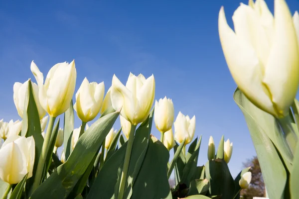 Белые тюльпаны на голубом небе — стоковое фото