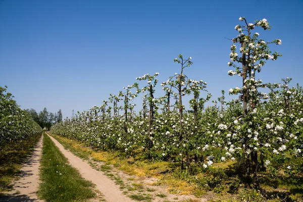 Blühende Äpfel im Obstgarten — Stockfoto