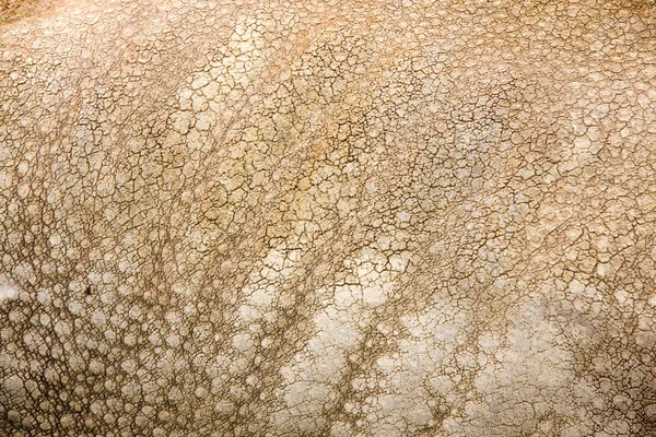 stock image Rhinoceratos skin texture