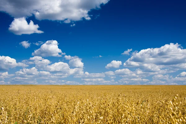 Altın yulaf alanın üzerine mavi gökyüzü — Stok fotoğraf