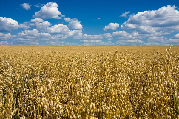 Oat field and blue sky — Stock Photo, Image