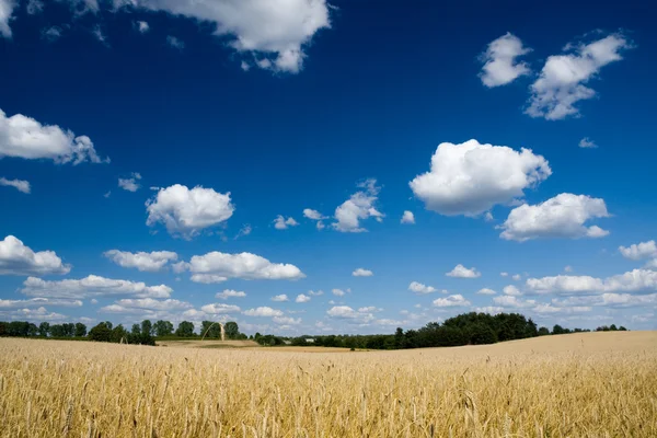 Пшеничное поле и голубое небо — стоковое фото