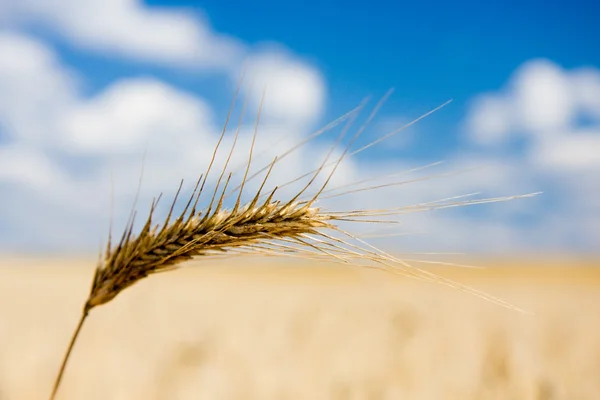 Пшеничний шип над полем — стокове фото
