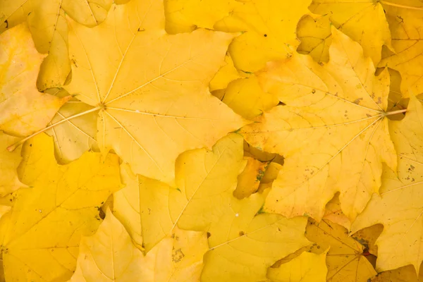 Gelb Blätter Hintergrund — Stockfoto