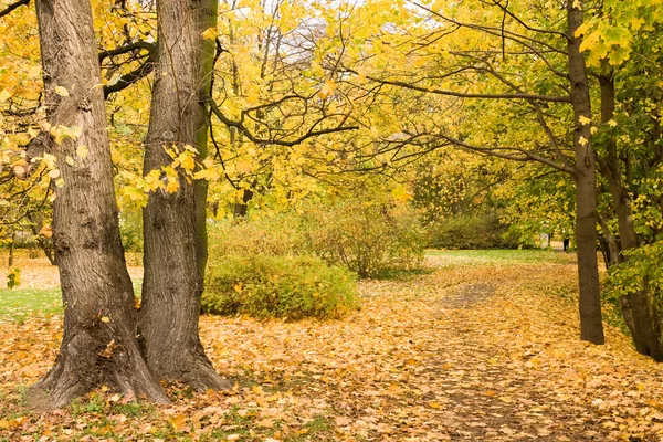 Hojas amarillas en otoño —  Fotos de Stock
