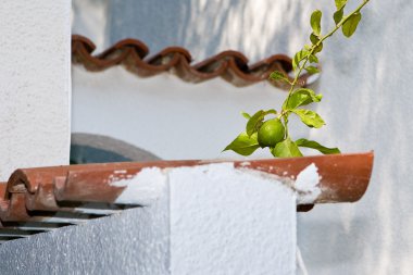 bir kiremit çatı kireç