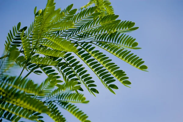 stock image Mimosa