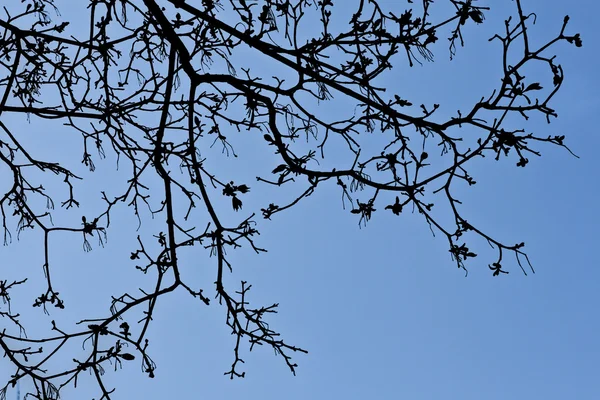 stock image Silhouette of branches