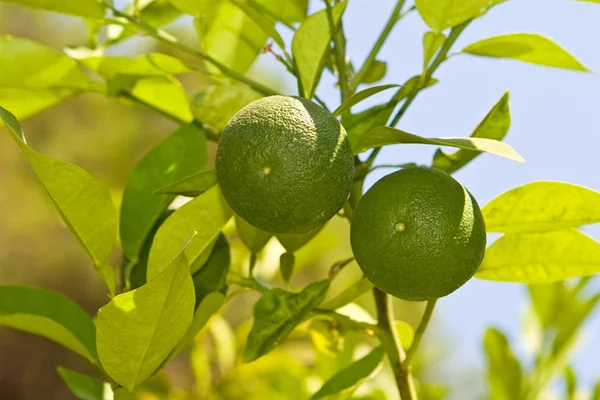 stock image Two limes