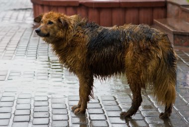 serseri köpek