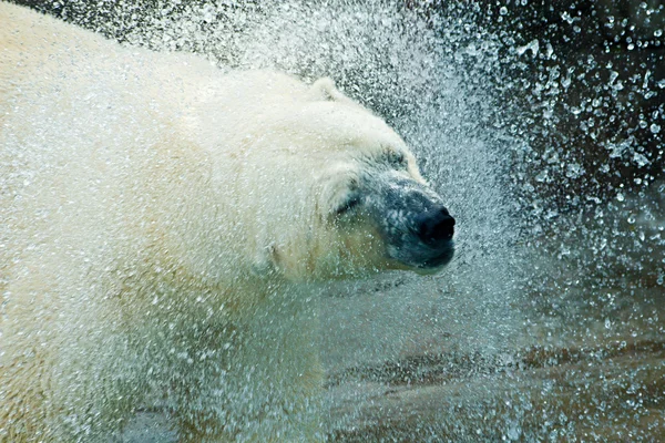 stock image Polar bear