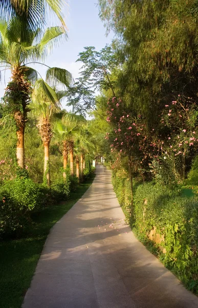 stock image Sunny path