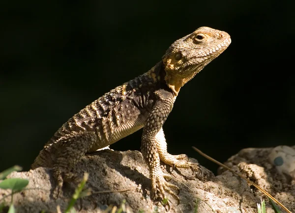 stock image Little lizard