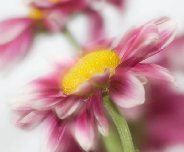 Red chrysanthemum — Stock Photo, Image