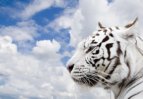 Άσπρη τίγρη Royalty Free Εικόνες Αρχείου