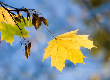 Yellow maple sheet