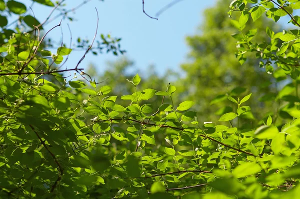 stock image Foliage in the blue sky