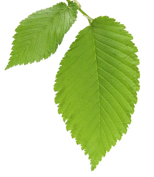 stock image Leaf of an elm