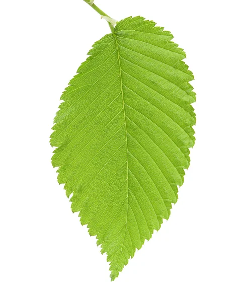 stock image Leaf of an elm 3