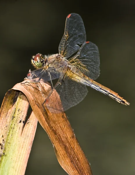 stock image Dragonfly 2